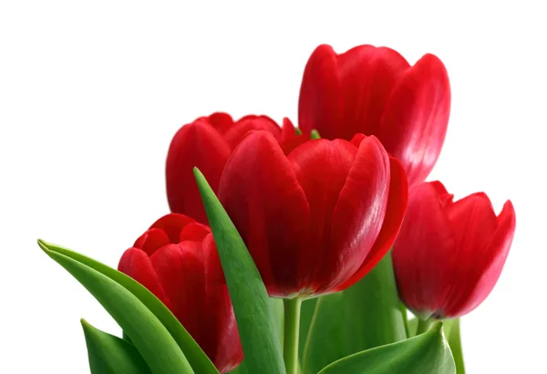 Közelkép piros tulipán csokor — Stock Fotó
