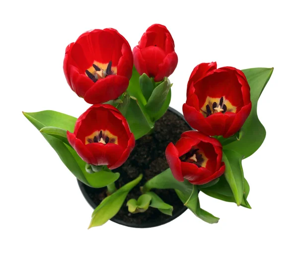 Red Tulips Pot Isolated White — Stock Photo, Image
