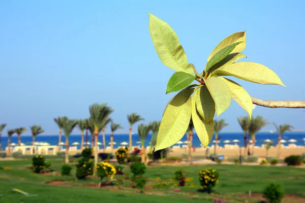 Branch with leaves on beach — Stock Photo, Image
