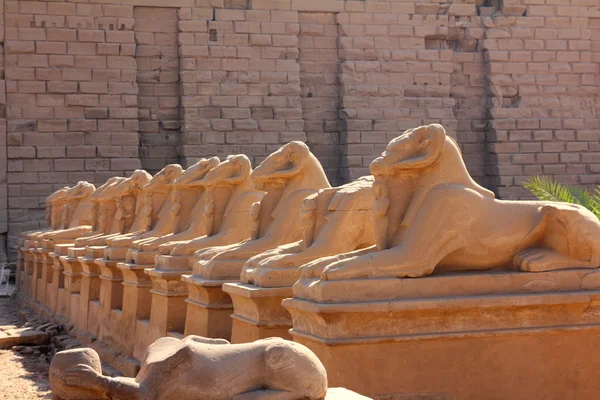 Египетские статуи сфинкса в храме Карнака — стоковое фото