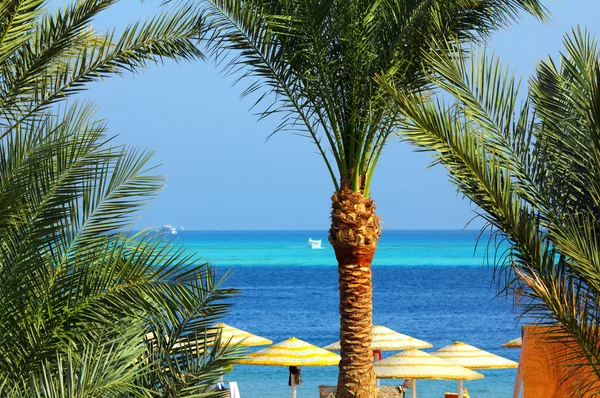 Palmbomen en tropisch strand — Stockfoto