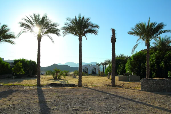 Palm trees in desert in egypt — Stock Photo, Image