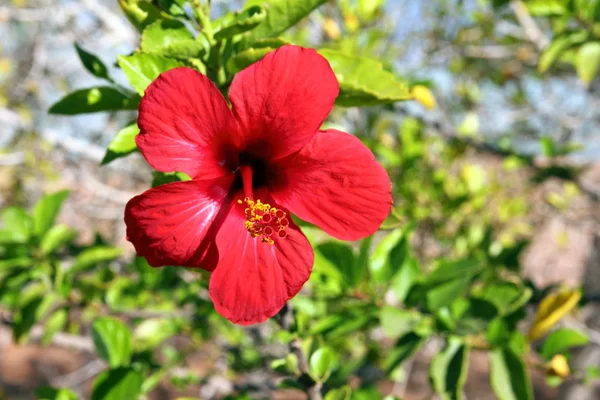 赤い熱帯の花 — ストック写真