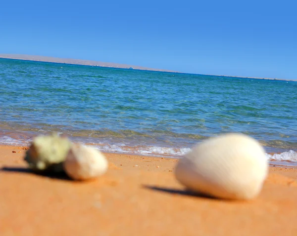 Conchas marinas desenfocadas en la playa — Foto de Stock
