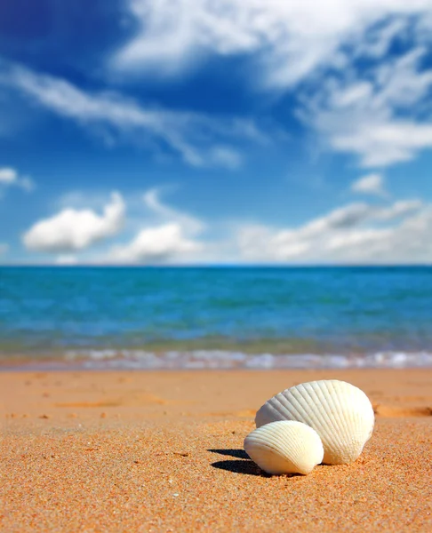 Prohlédni na mušle na pláži — Stock fotografie