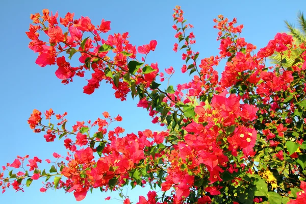 Квітуча гілка з рожевими квітами — стокове фото