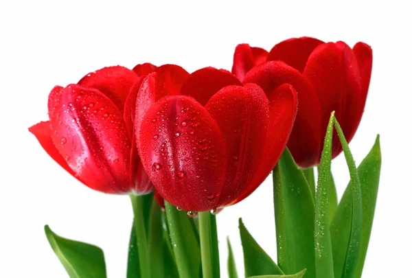 Rote Tulpen mit Tropfen in Großaufnahme — Stockfoto