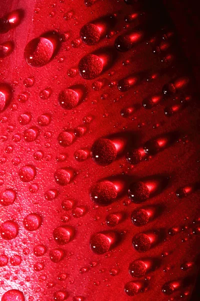 Water drops on tulip petal background — Stock Photo, Image