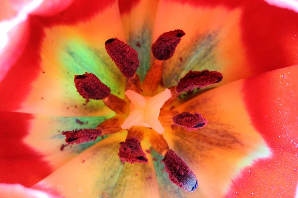 Close-up view in red tulips — Stock Photo, Image