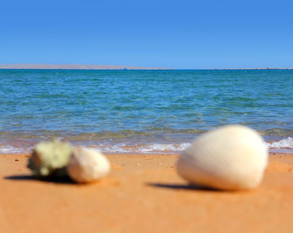 散焦的贝壳在海滩上 — 图库照片
