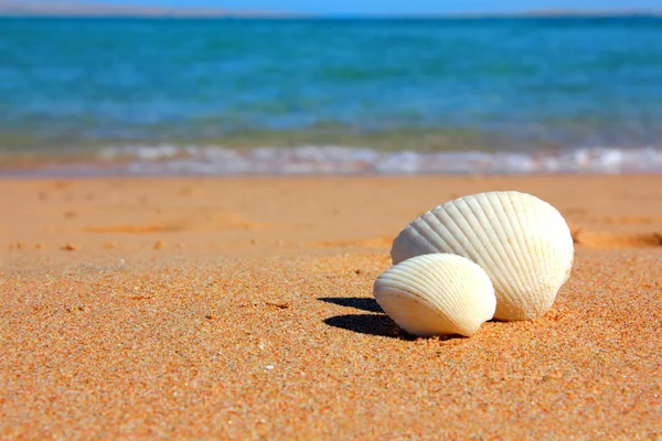 ビーチで貝殻を表示します。 — ストック写真