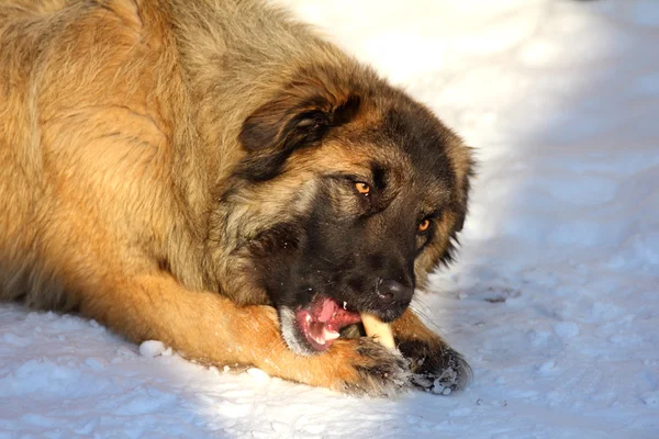 Kaukasischer Schäferhund frisst Knochen — Stockfoto