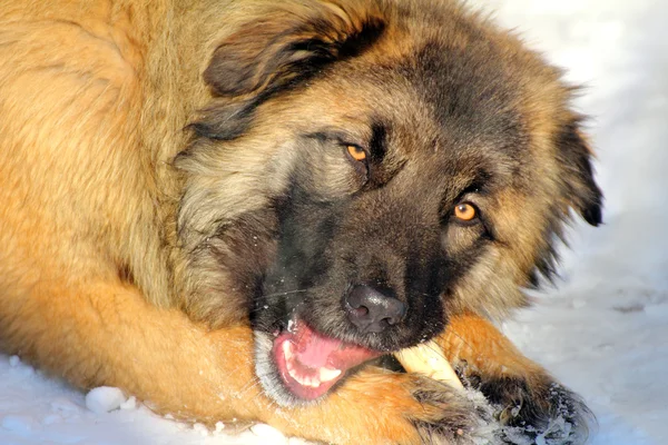 Kavkazský pastevecký pes jíst kost — Stock fotografie