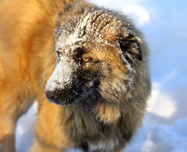在雪中的高加索牧羊犬 — 图库照片