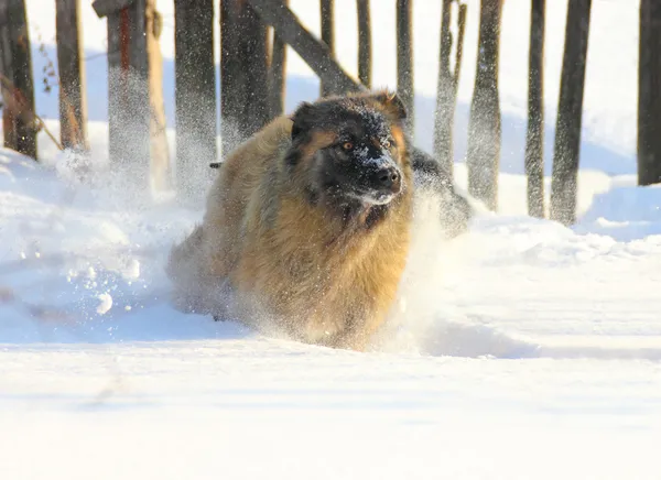 Kaukasisk herdehund kör i snö — Stockfoto
