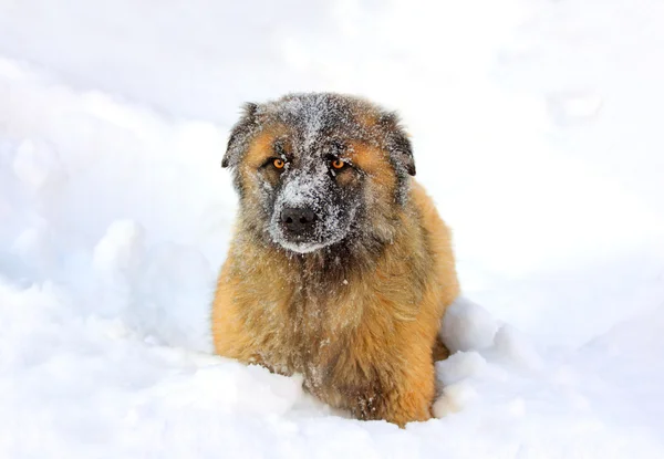 雪の中で白人シェパード ・ ドッグ — ストック写真