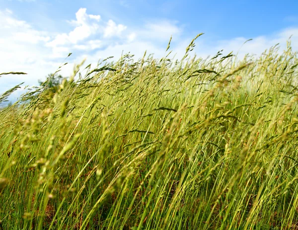 Трава и ветер дуют — стоковое фото