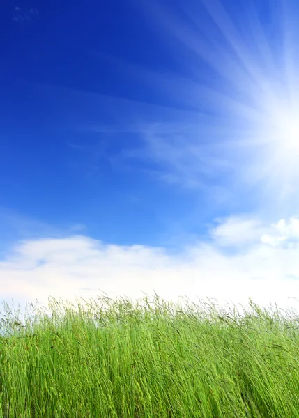 Green grass under blue sky — Stock Photo, Image
