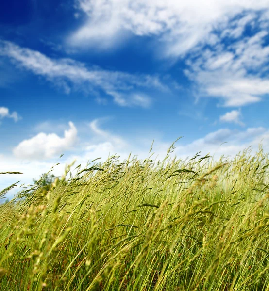 Grass and wind blowing — Stock Photo, Image
