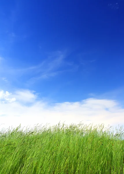 Mavi gökyüzünün altındaki yeşil çimenler — Stok fotoğraf