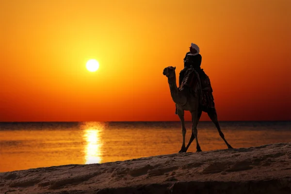 Bedouin on camel silhouette against sunrise — Stok fotoğraf