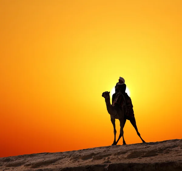 Bedouin on camel silhouette against sunrise — Stock Photo, Image