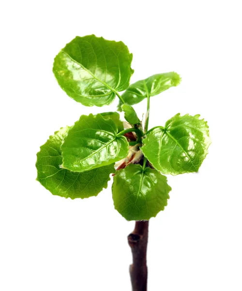 Πράσινα φύλλα της ιτιάς στο άνοιξη — Φωτογραφία Αρχείου