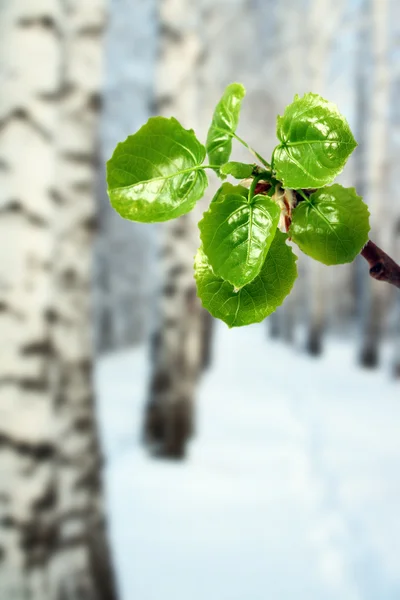 Novas folhas verdes no inverno — Fotografia de Stock