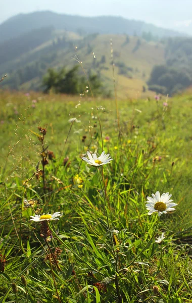 夏緑山の牧草地 — ストック写真