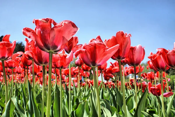 Tulipani rossi in giardino — Foto Stock