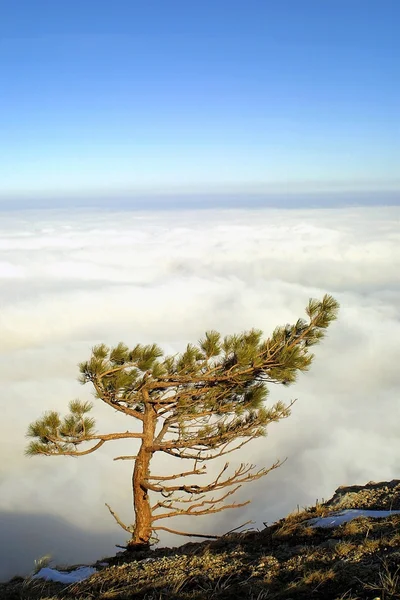 在山顶孤立的棵松树 — 图库照片