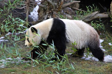 Giant panda bear walking in Vienna Zoo, Austria clipart