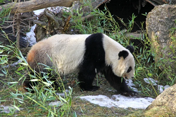 Gigantyczny niedźwiedź panda chodzenie — Zdjęcie stockowe
