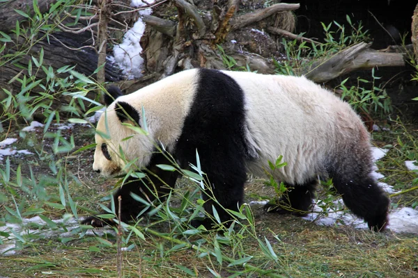 Гигантская Панда Гуляет Венскому Зоопарку Австрия — стоковое фото