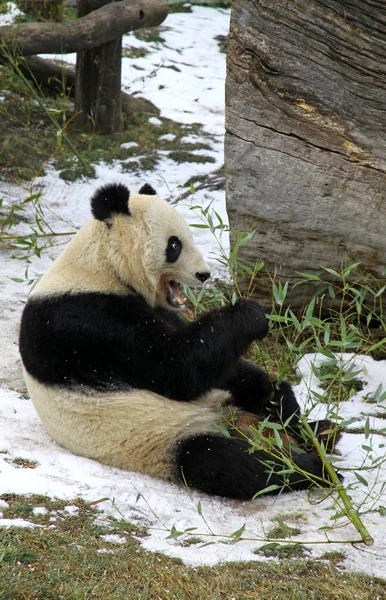 Гигантская панда-медведь ест бамбуковый лист — стоковое фото