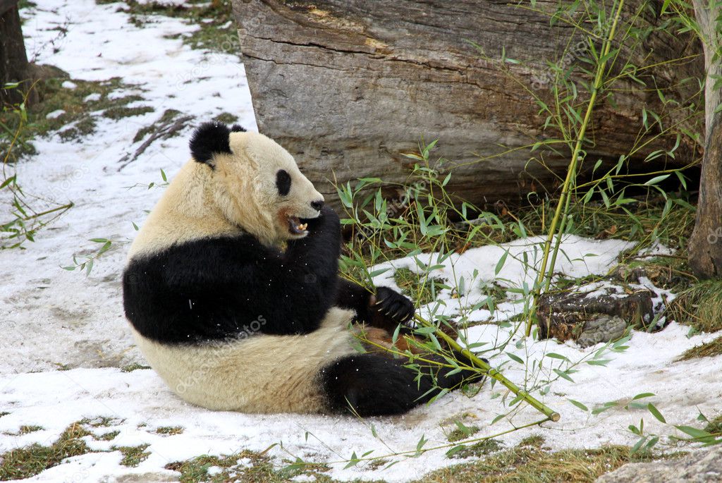 Giant panda bear eating bamboo leaf in Vienna Zoo, Austria