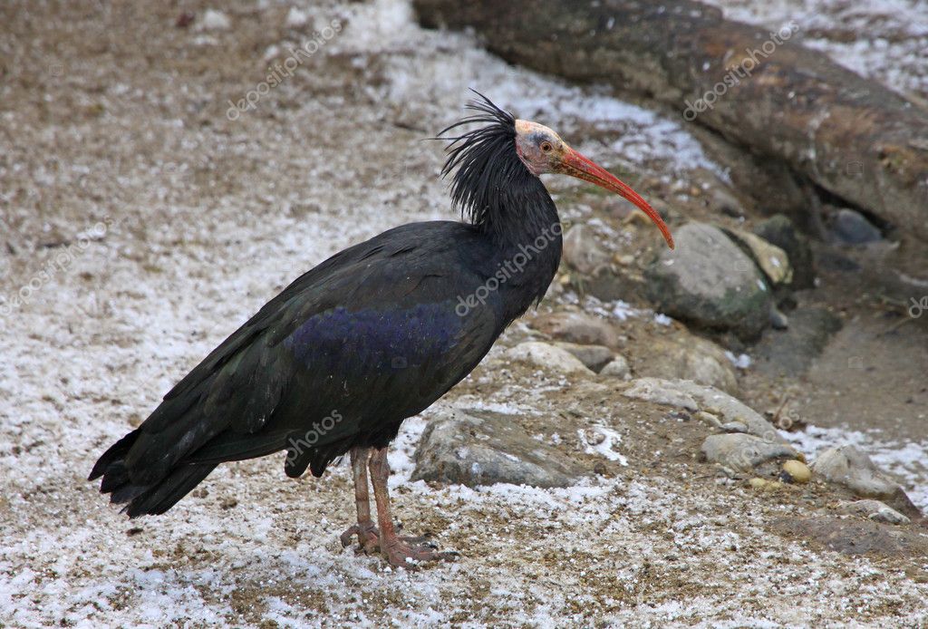 oiseau ibis noir — photographie katatonia82 © #4888613