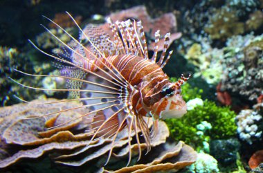 The Red lionfish clipart