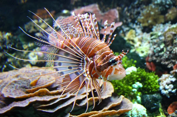 Czerwony lionfish — Zdjęcie stockowe