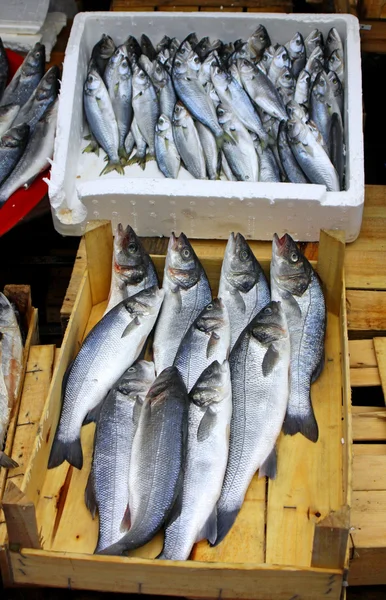 Fresh sprats on a market stall — Stock Photo, Image