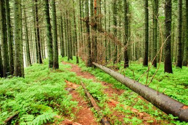 Forest with fallen trees clipart