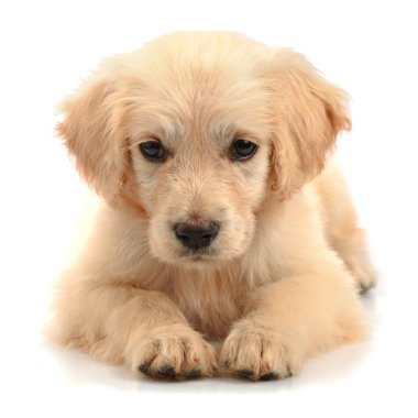 Golden retriever closeup clipart