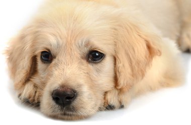 Golden retriever clipart