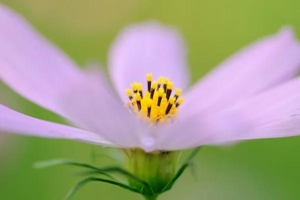 Macro fleur — Photo