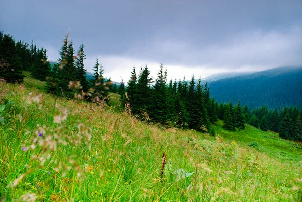 Bergen landschap met dennenbos — Stockfoto