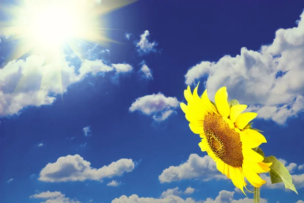 Sunflwer on sky — Stock Photo, Image
