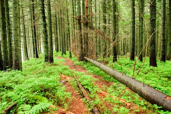 Foresta con alberi caduti — Foto Stock
