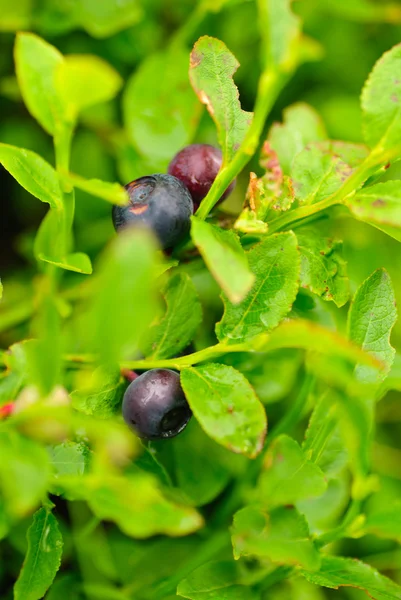 Bilberry bush — Stock Photo, Image