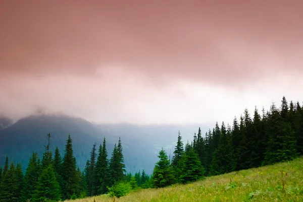 Góry krajobraz las sosnowy — Zdjęcie stockowe