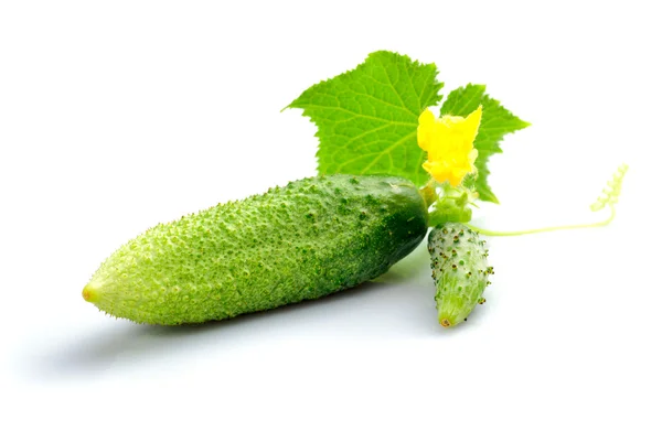 Cucumber with leaf — Stock Photo, Image